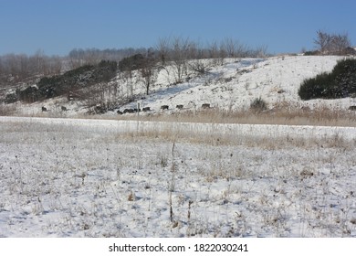 Wild Boars Crossing The Path / Germany At The Border To Poland / African Swine Fever