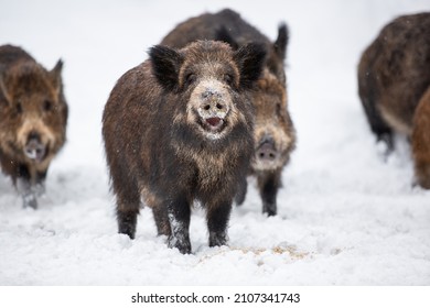 Wild boars eat grain on feeders in winter. Support of wild boar populations in Russia. Animal protection and assistance in finding food. Image with selective focus, noise effect