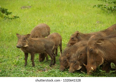 Wild Boars Familly