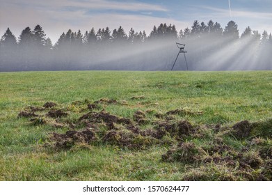 Wild Boars Have Agitated The Pasture In Front Of The Hunter's High Seat With Their Strong Noses. For The Hunter, This Is A Problem As He Has To Pay For Game Damage In His Hunting Area.