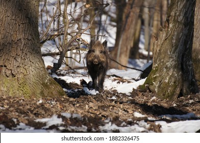 Wild Boars At Lainzer Tiergarten, Vienna, Austria