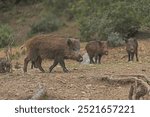 The Wild boars in nature