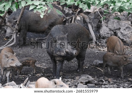 Wild boars are often found in large areas, they live in herds, the number can be up to 100 animals, these herds are the offspring and juveniles