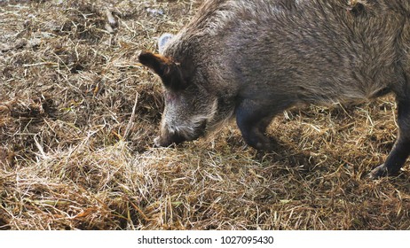 Wild boars on the animal farm.Large wild boar female. Pig licks the camera.