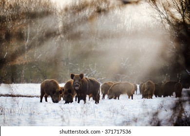 Wild boars on winter forest