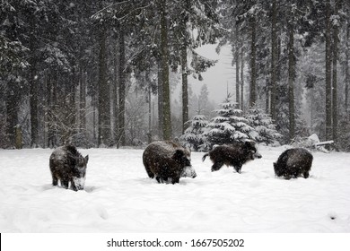 Wild boars in a winter forest at snow fall (Sus scrofa)