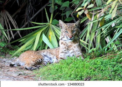 Wild Bobcat (Lynx rufus) relaxing in Florida
