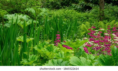 Wild Bog Garden In Spring