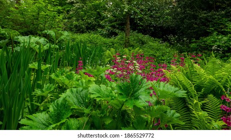 Wild Bog Garden  In Spring