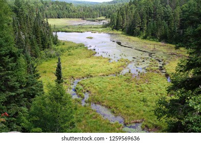 Wild Boreal Forest In Canada