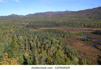 Wild Boreal Forest In Canada