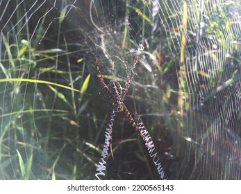 Wild Borneo Rain Forest Spider