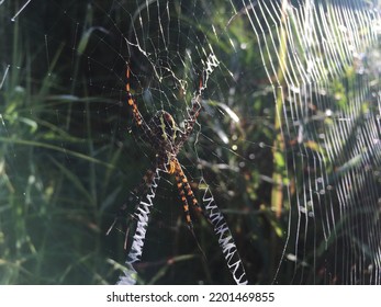 Wild Borneo Rain Forest Spider