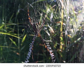 Wild Borneo Rain Forest Spider