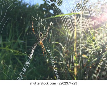 Wild Borneo Rain Forest Spider