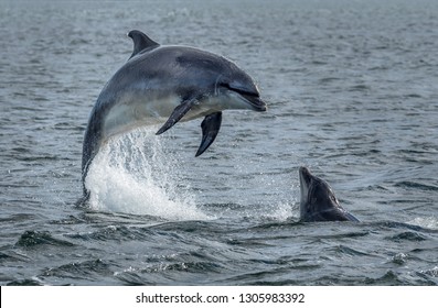 Wild Bottlenose Dolphins Jumping Out Of Ocean Water At The Moray Firth Near Inverness In Scotland - Powered by Shutterstock