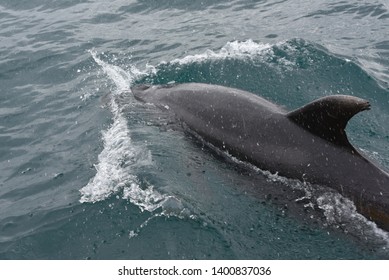 Wild Bottlenose Dolphins Near Paihia, New Zealand