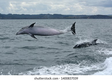 Wild Bottlenose Dolphins Near Paihia, New Zealand
