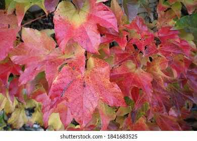 Wild brightly colored grape leaves on a house wall