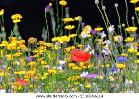 Similar – Foto Bild Mohn in Blumenwiese Natur