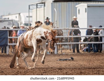 Wild Bronco Has Bucked Off His Cowboy Rider At An Australian Country Rodeo