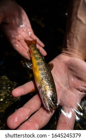 Wild brook trout being released in local brook