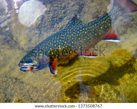 Wild brook trout caught and released in Anthony Lake, Oregon