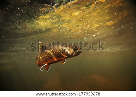  wild brook trout underwater in a spring fed stream.  
