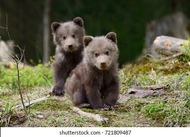 Bear cute