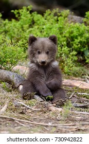 Wild Brown Bear Cub Close-up