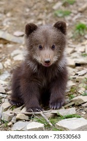 baby bear