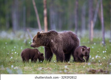 Wild Brown Bear Family In Grasslands During Spring