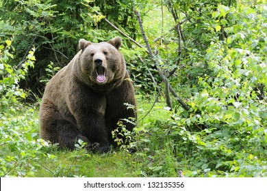 Wild brown bear in  forest