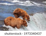 Wild Brown bear on Alaska, Katmai National Park, wildlife scene