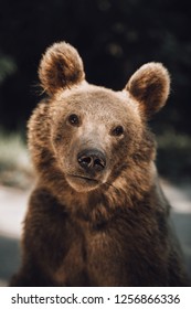 Wild brown bear poartrait captured in Transylvania,Romania. Stock Photo