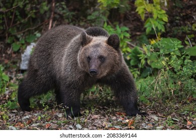 Wild Brown Bear In The Romanian Forest
