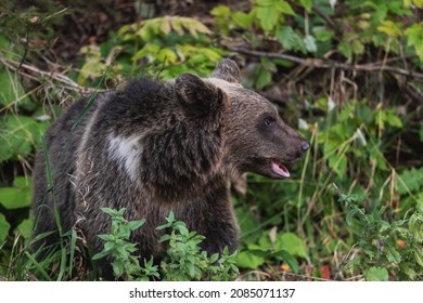 Wild Brown Bear In The Romanian Forest
