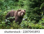 Wild Brown Bear (Ursus Arctos) in the summer forest. Animal in natural habitat. Wildlife scene