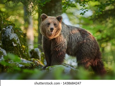 Wild Brown Bear (Ursus Arctos) Close Up