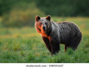 Wild Brown Bear ( Ursus Arctos )