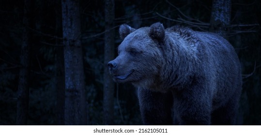 Wild Brown Bear (Ursus Arctos) in the night summer forest. Animal in natural wildlife habitat. Ukrainian Carpathians.