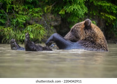 Wild Brown Bear (Ursus Arctos) on playing pond in the forest. Animal in natural habitat. Wildlife scene