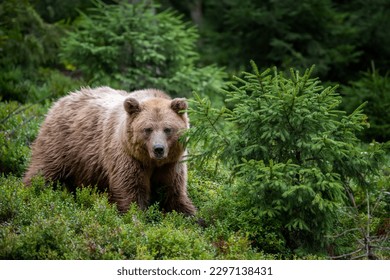 Wild Brown Bear (Ursus Arctos) in the summer forest. Animal in natural habitat. Wildlife scene - Shutterstock ID 2297138431