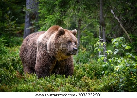 Similar – Brown Bear