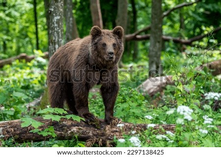 Wild Brown Bear (Ursus Arctos) in the summer forest. Animal in natural habitat. Wildlife scene
