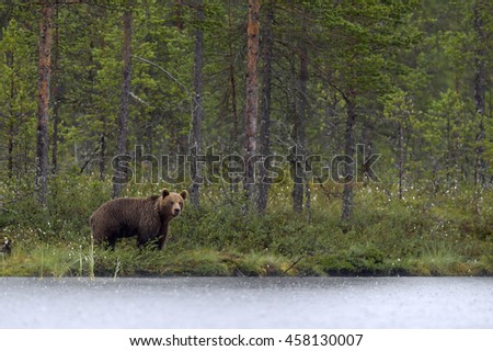 Similar – Brown Bear Adventure