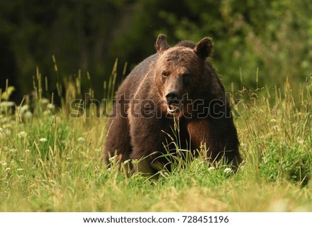 Similar – Brown Bear Adventure