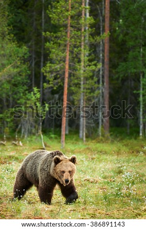 Similar – Braunbär im Wald Safari