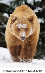 Wild Brown Bear In Winter Forest