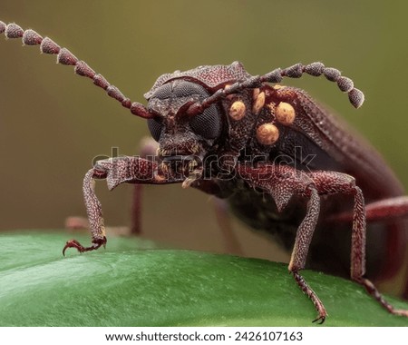 A Wild Brown Beetle animal photography